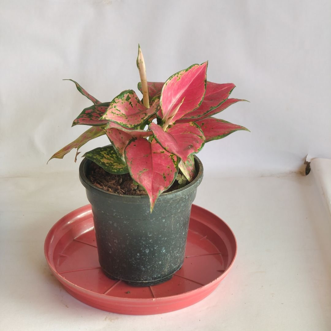 Aglaonema Pink