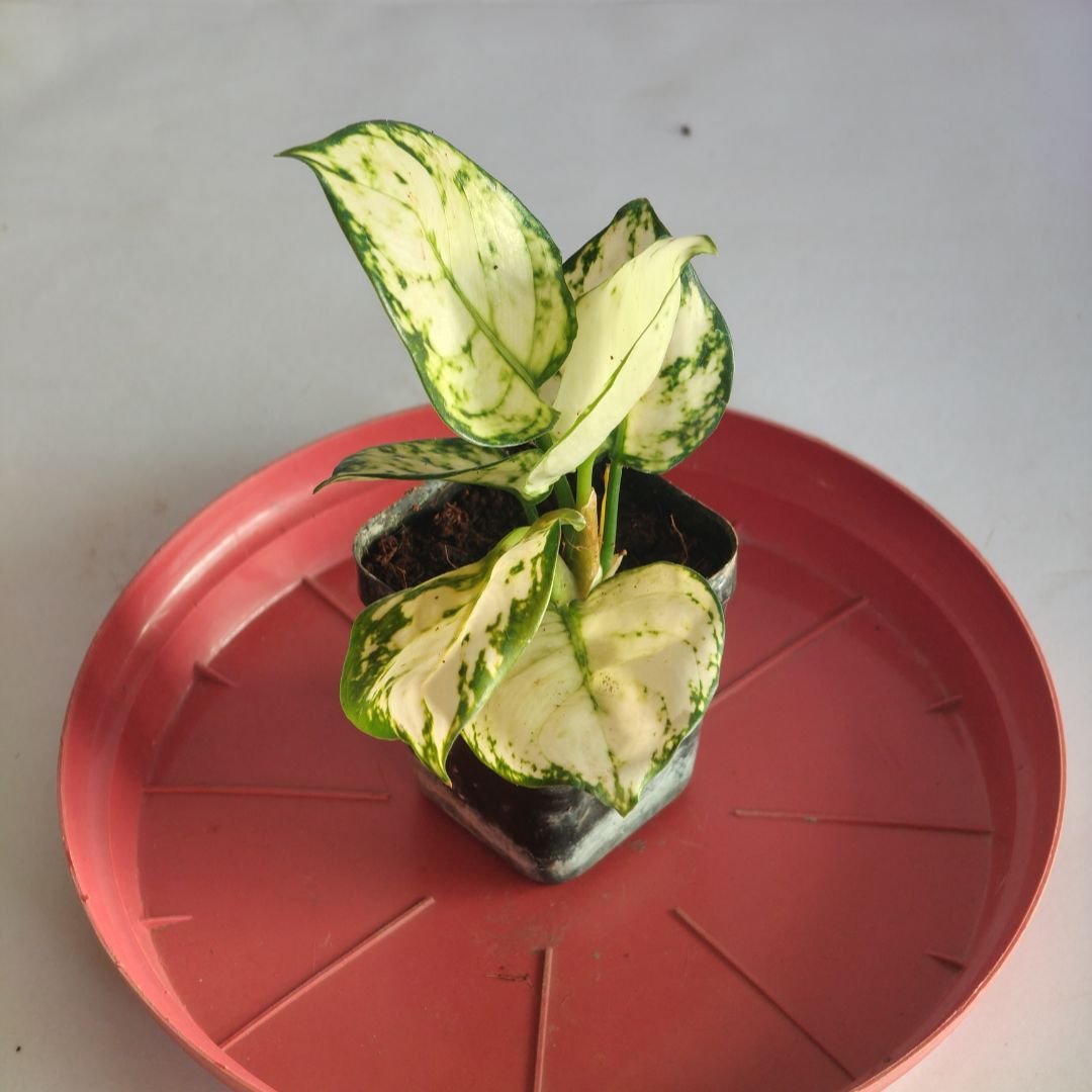 Aglaonema ‘Super White’