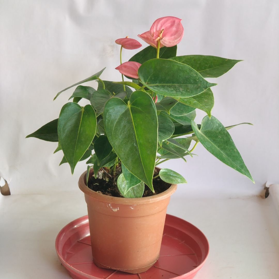Anthurium – Laceleaf