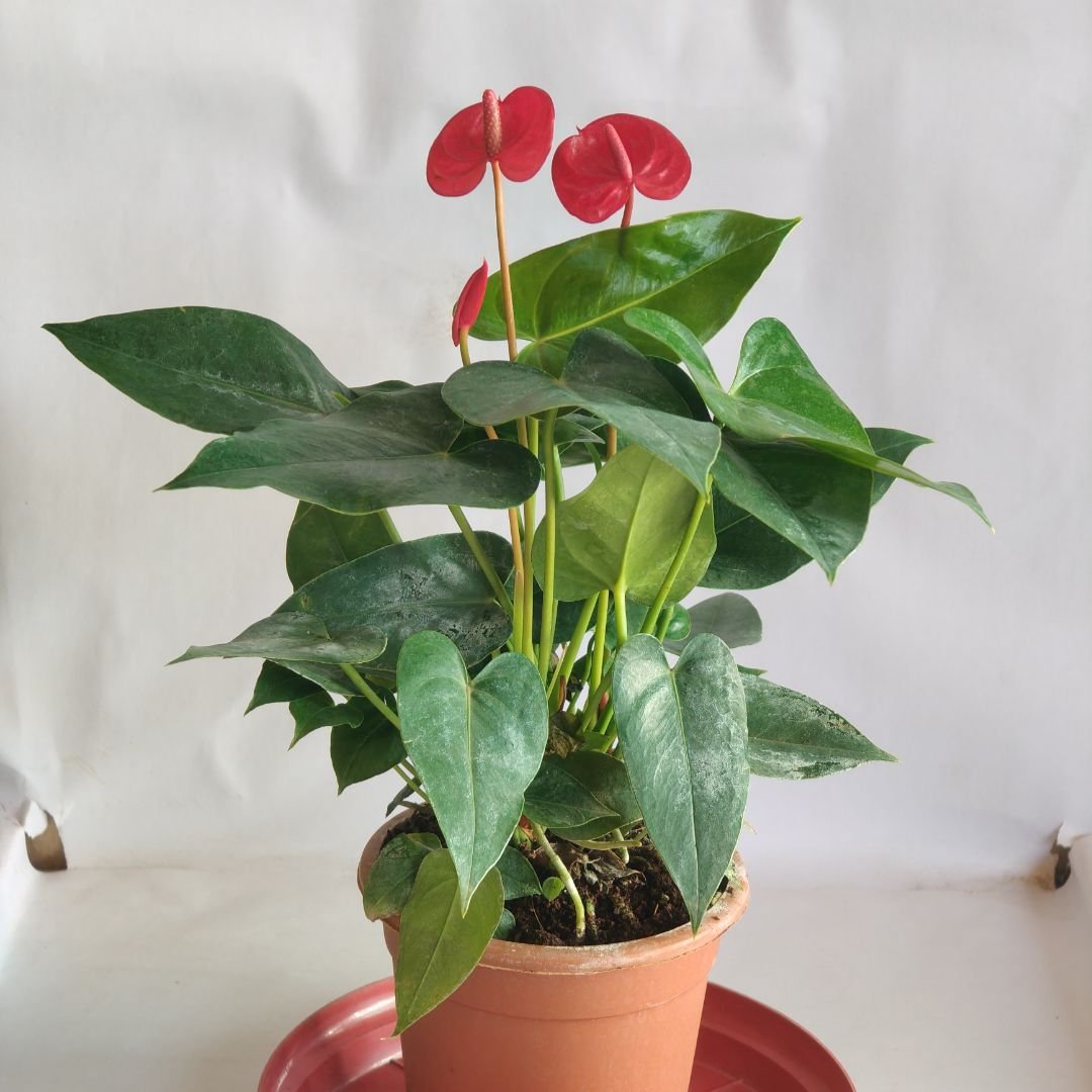 Anthurium Red