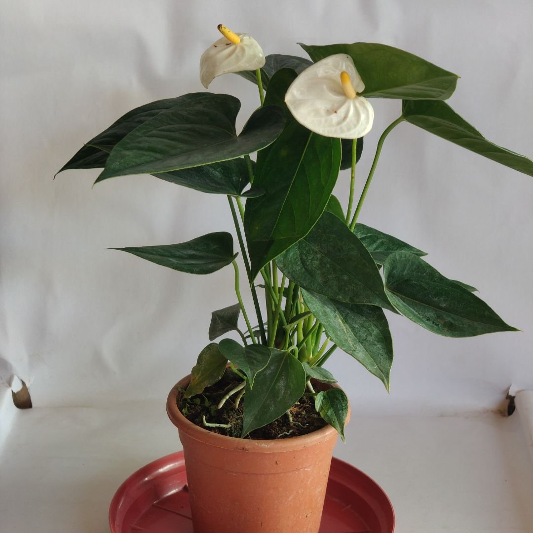Anthurium White