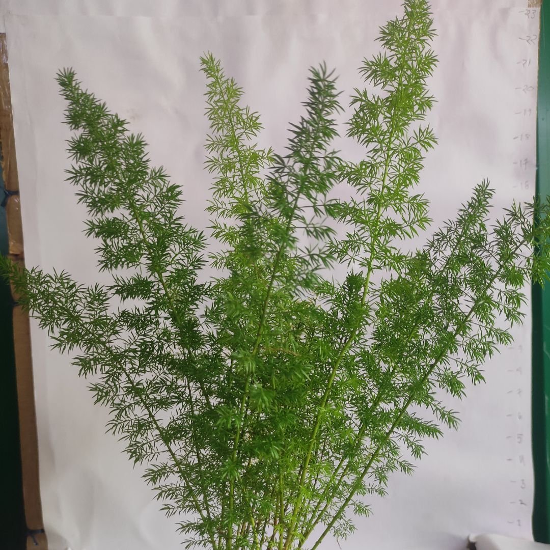 Asparagus Densiflorus