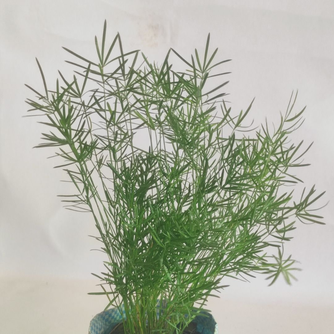 Asparagus Sprengerii