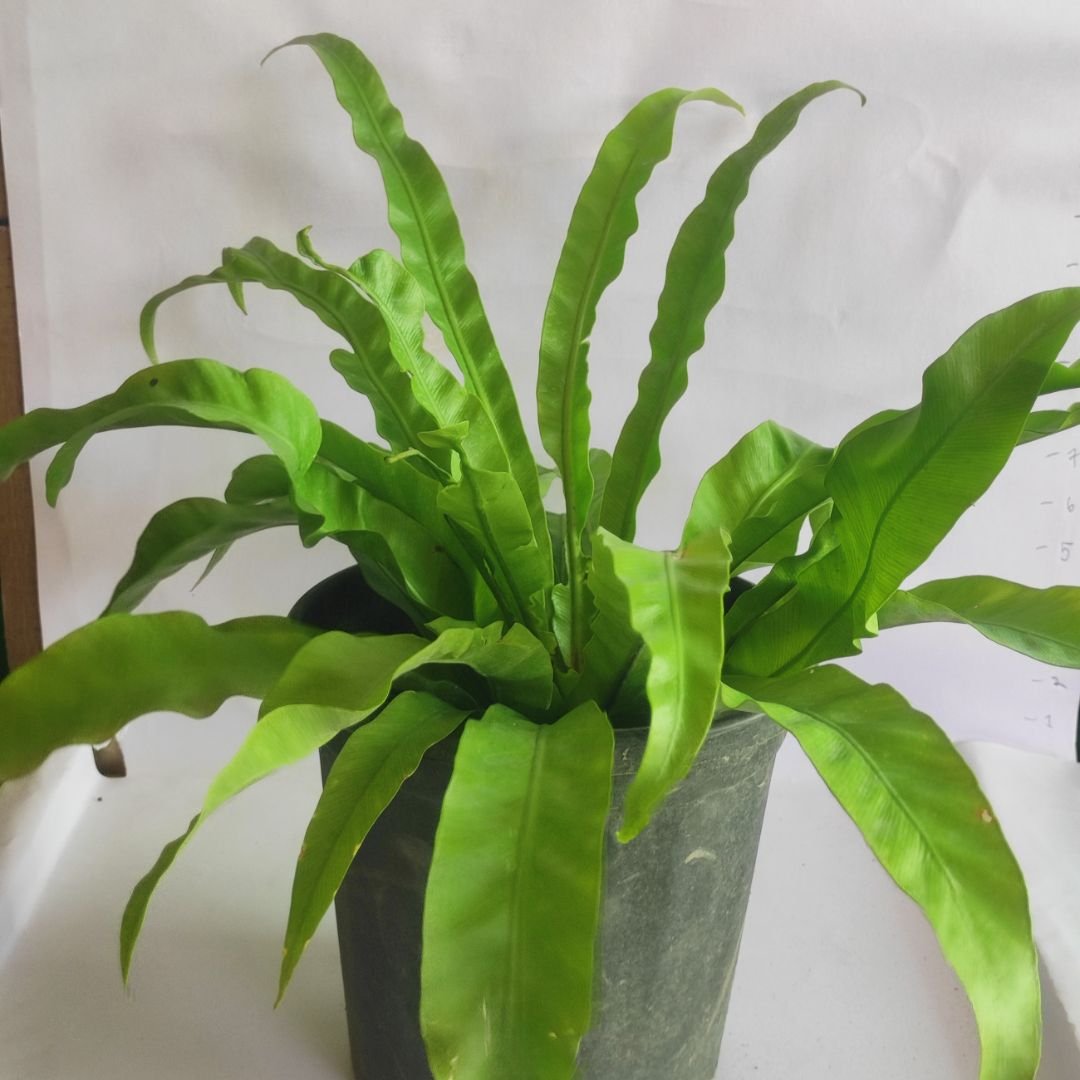 Asplenium Nidus – Bird Nest Fern