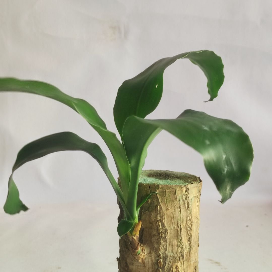 Brazilian Lucky Wood