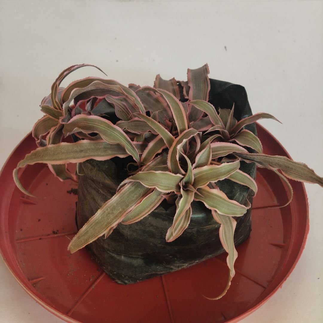 Bromeliad – Pink Star