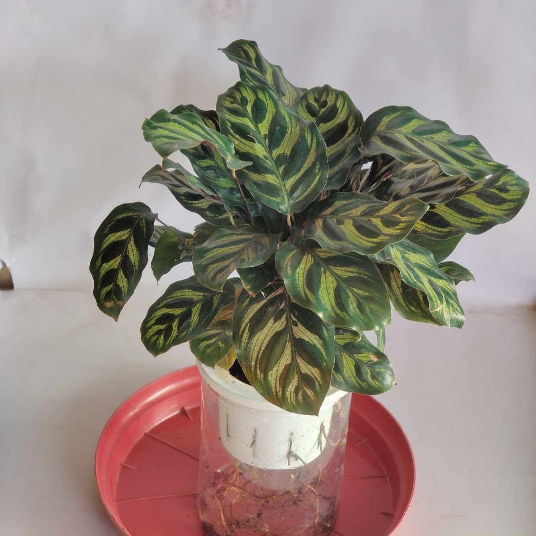 Calathea Hydro