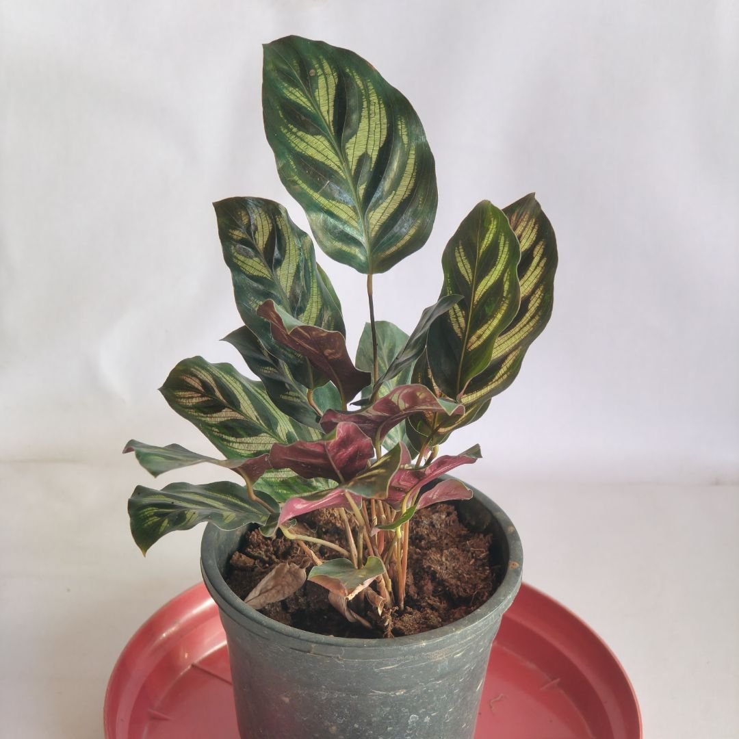 Calathea Roseopicta ‘Illustris’ – Peacock Plant