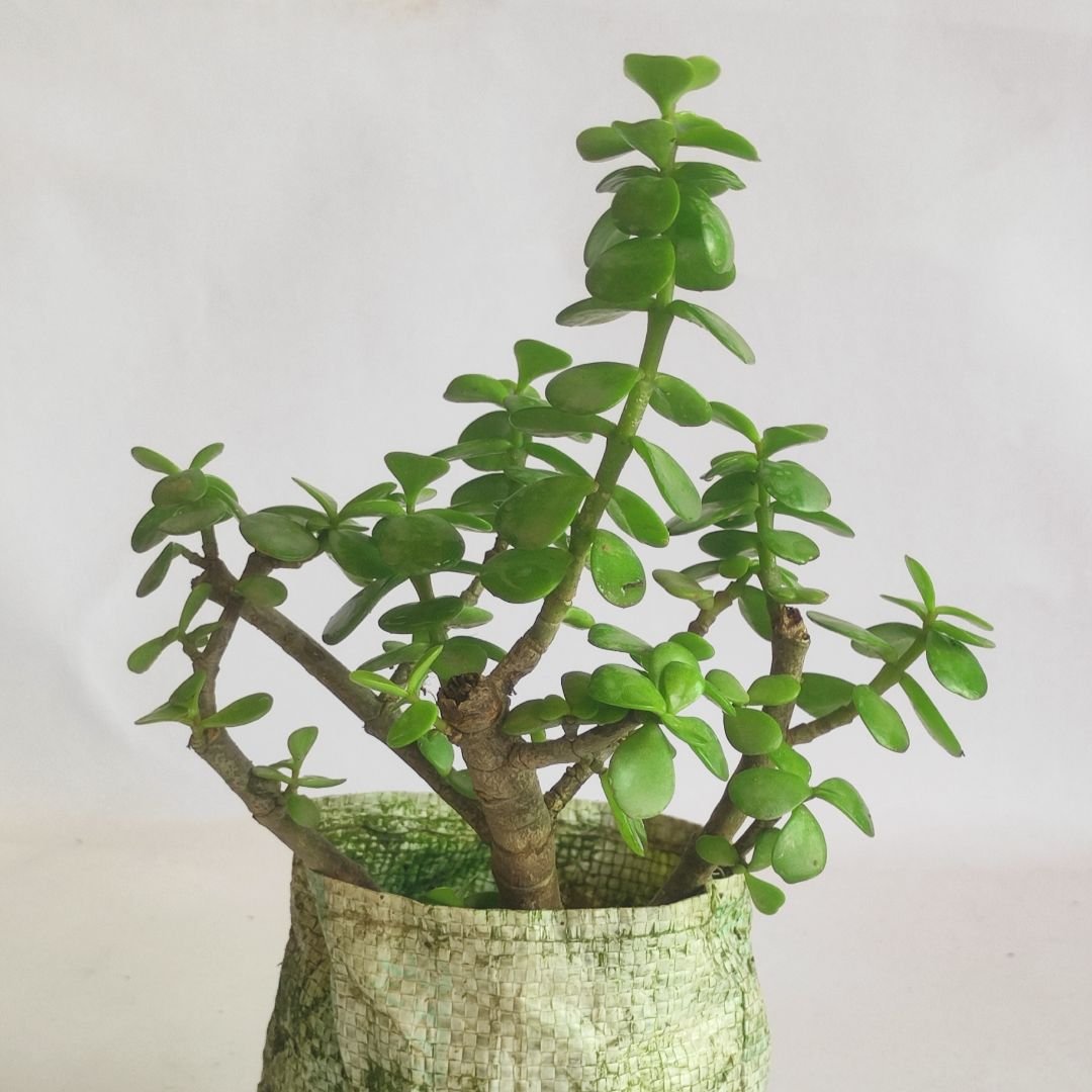 Crassula Ovata – Zed Plant