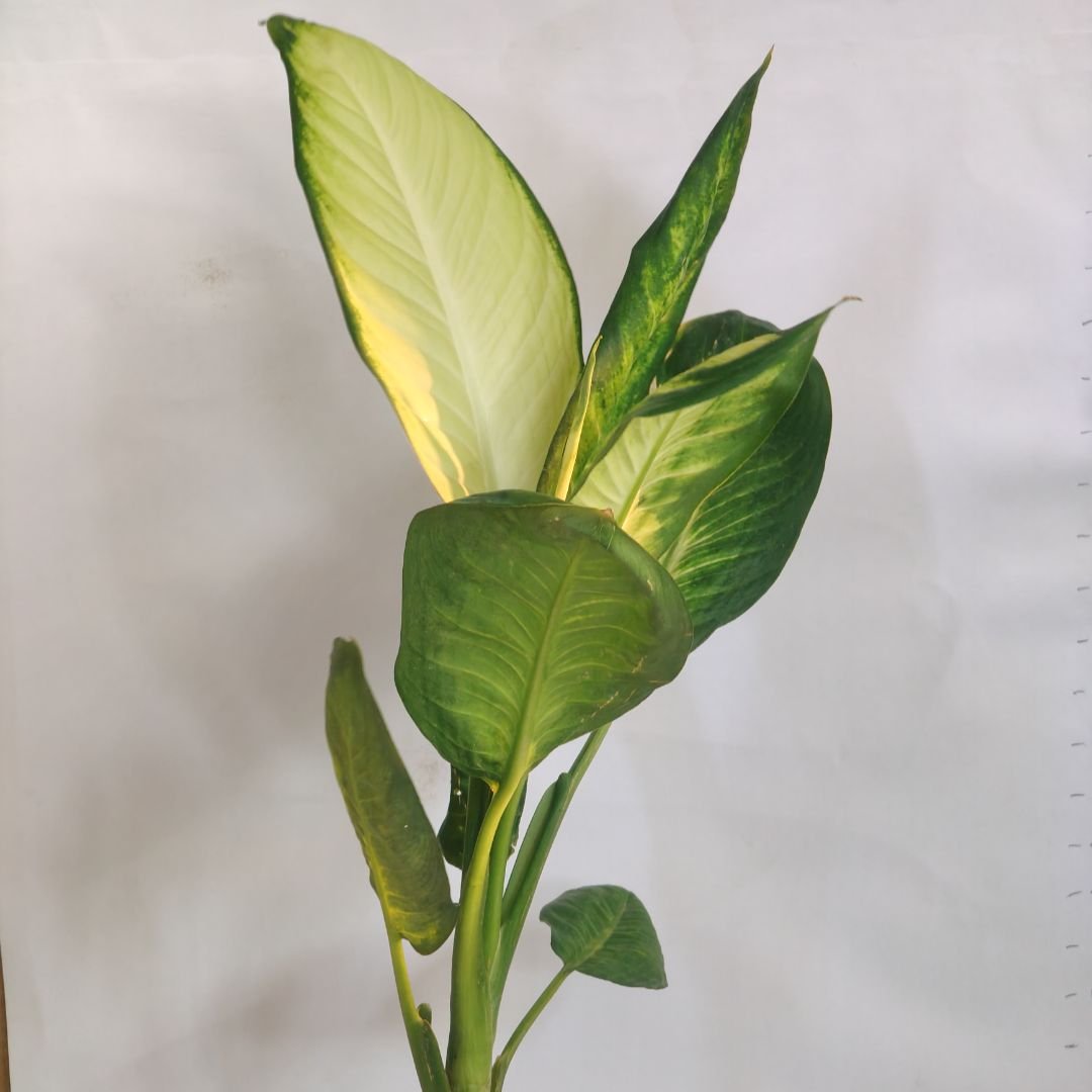 Dieffenbachia