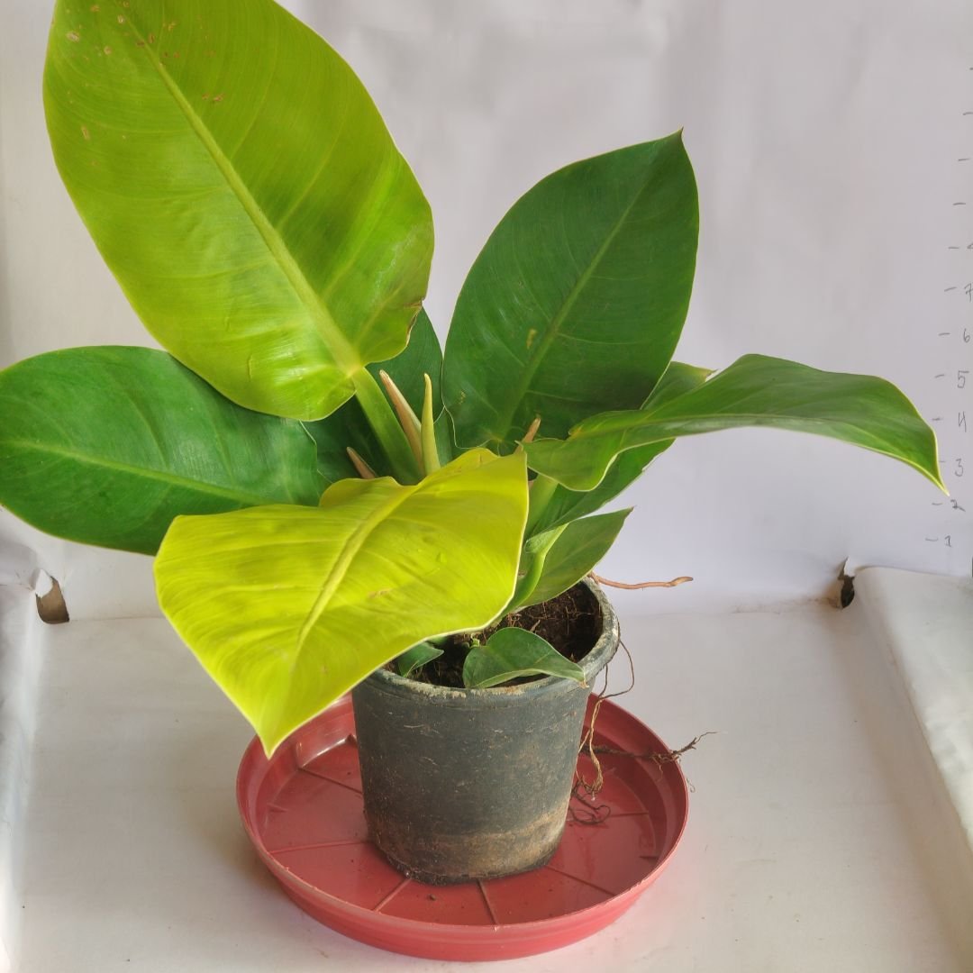 Philodendron Imperial Gold