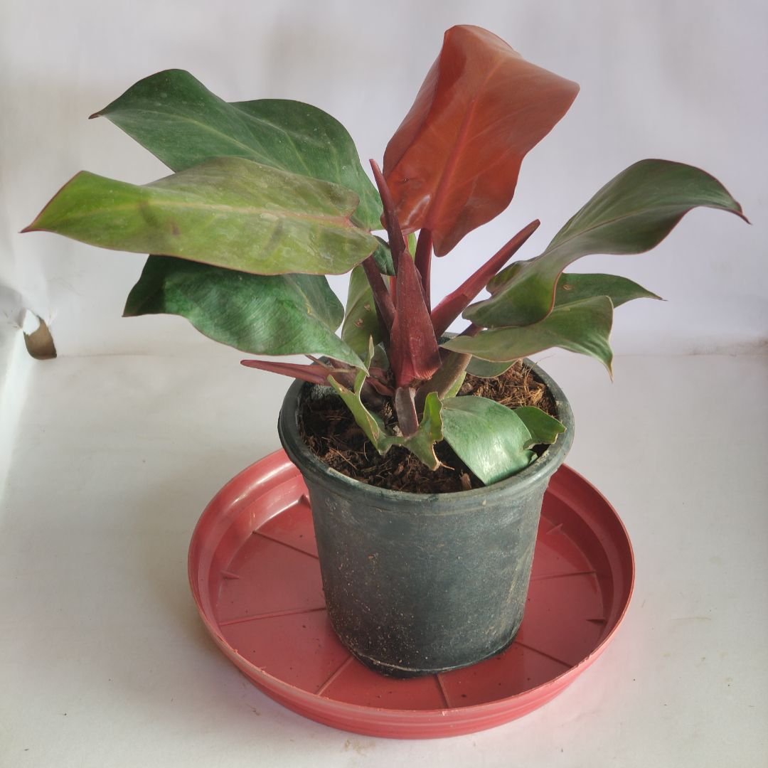 Philodendron Red Cardinal