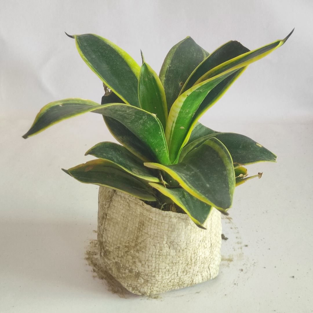 RoseSansevieria Dwarf