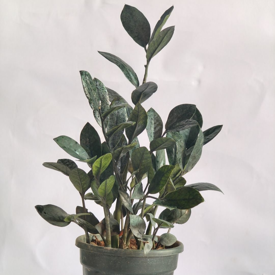 Zamioculcas Zamiifolia – Black