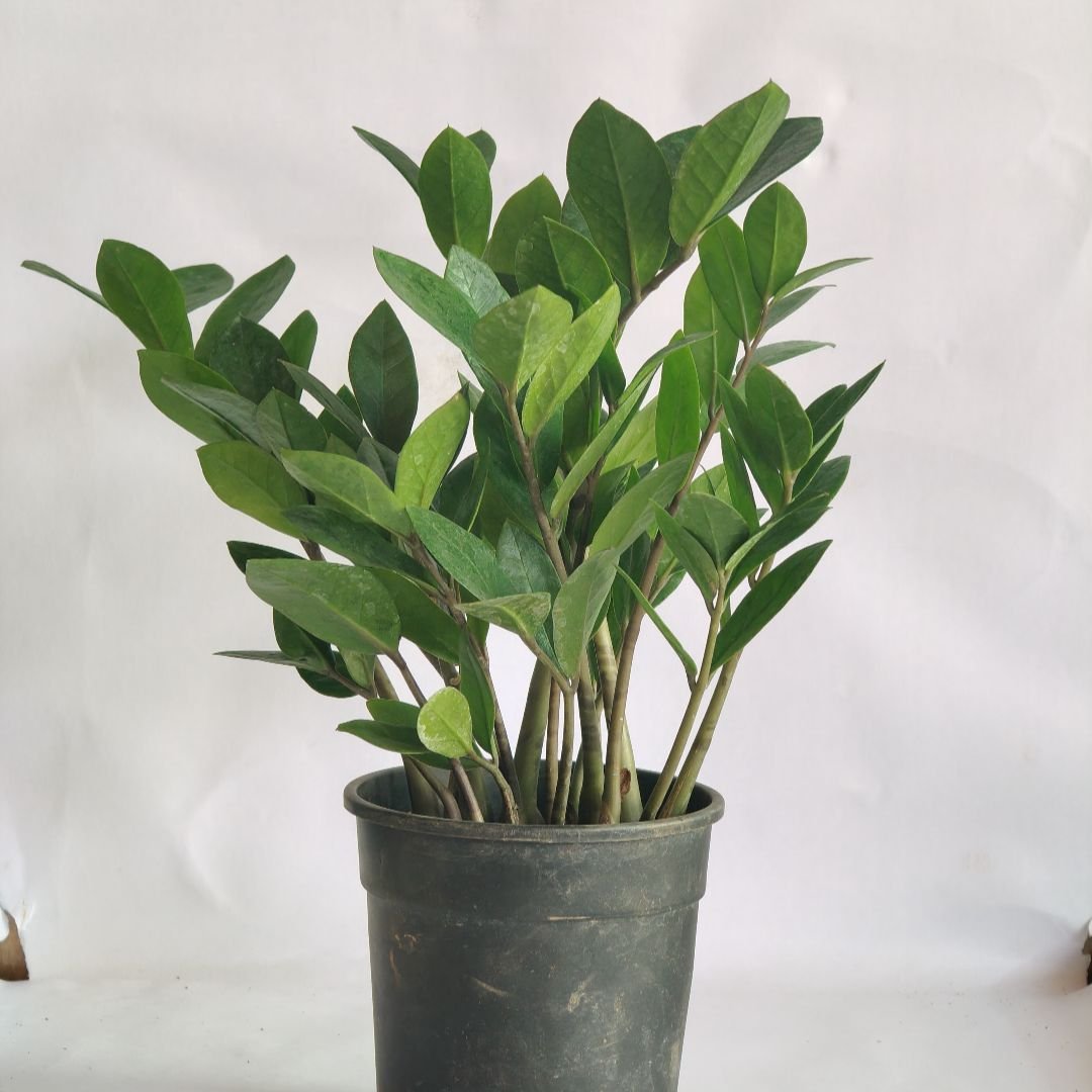 Zamioculcas Zamiifolia – Green