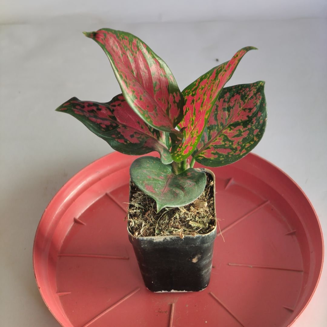 Agalonema ‘Pink Splash’