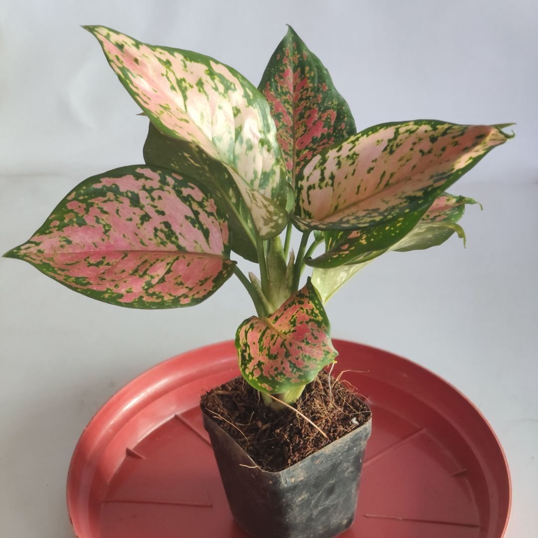 Aglaonema ‘Lady Valentine’