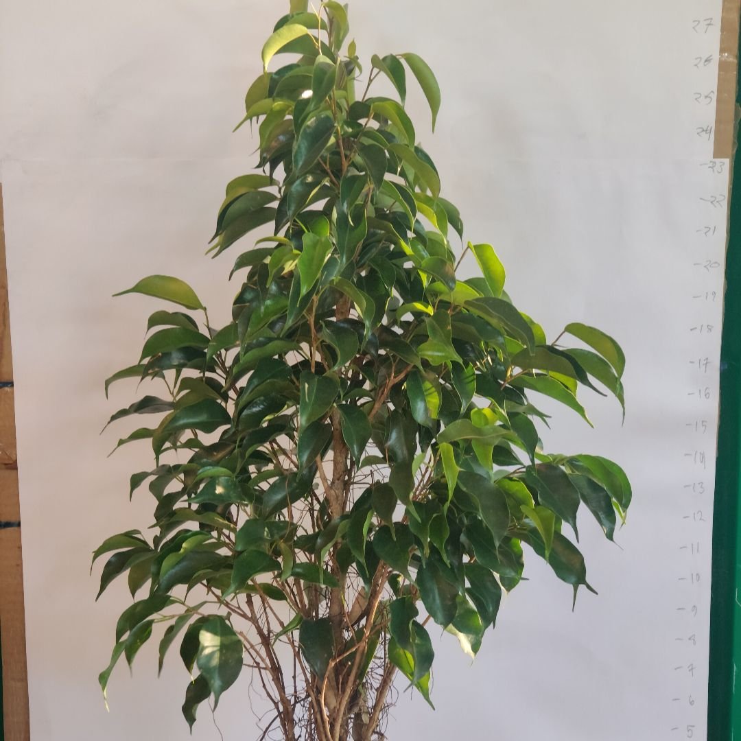 Ficus Green