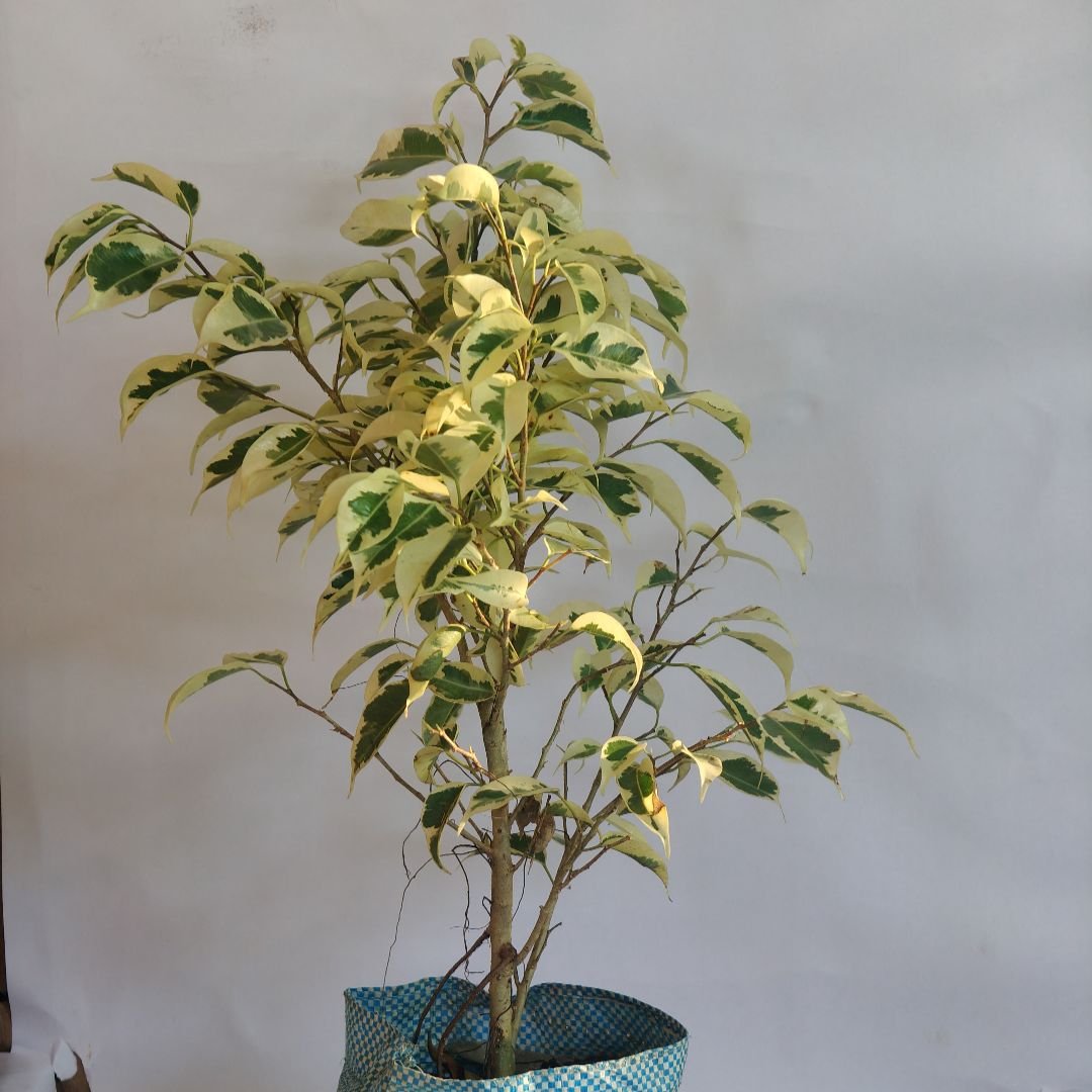 Ficus King Bush