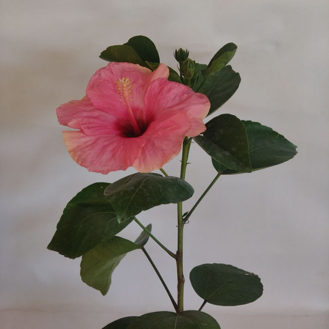 Hibiscus