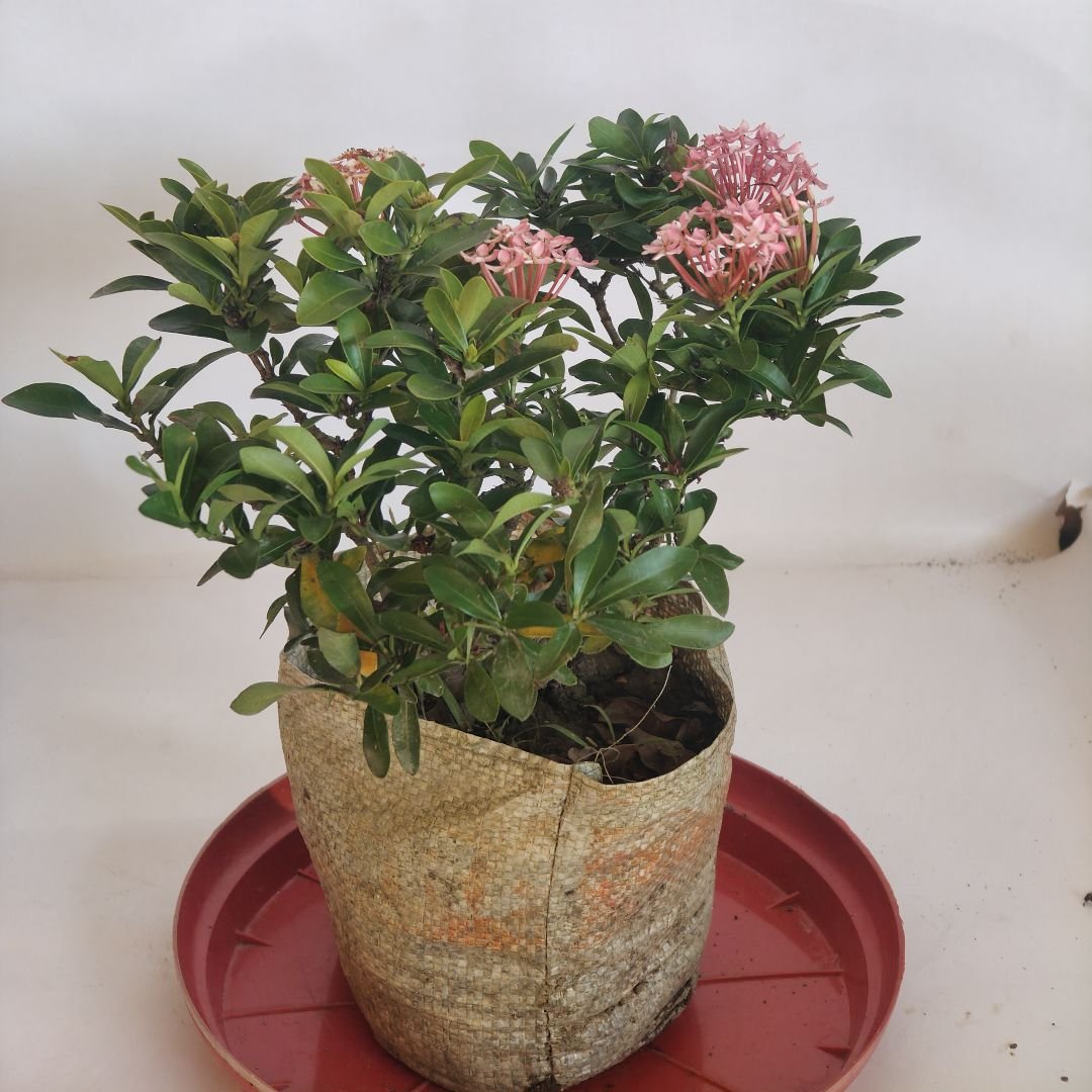 Ixora Mini
