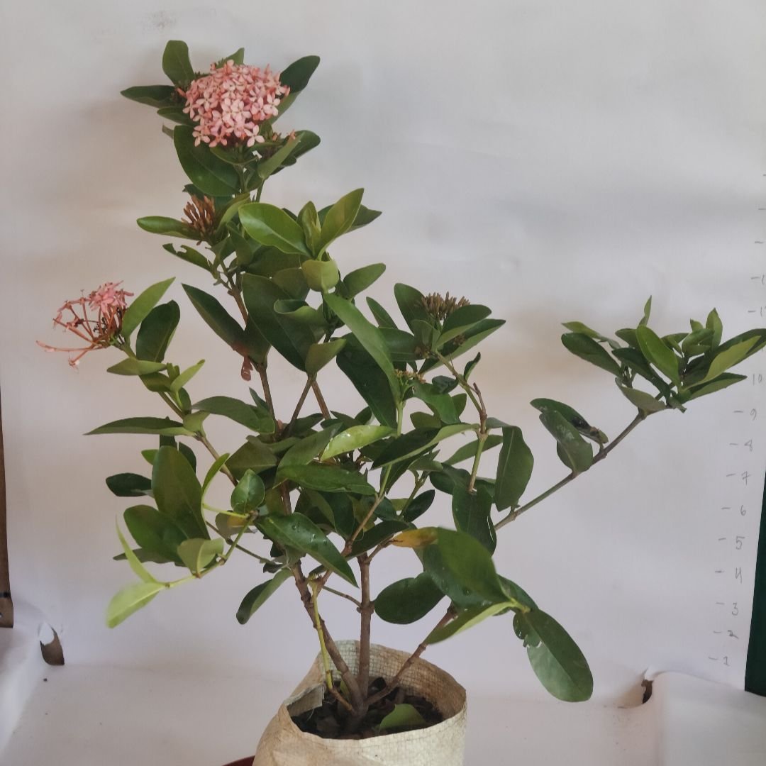 Ixora