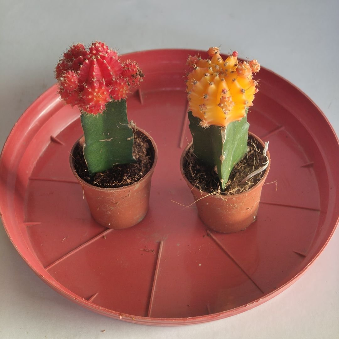 Moon Cactus