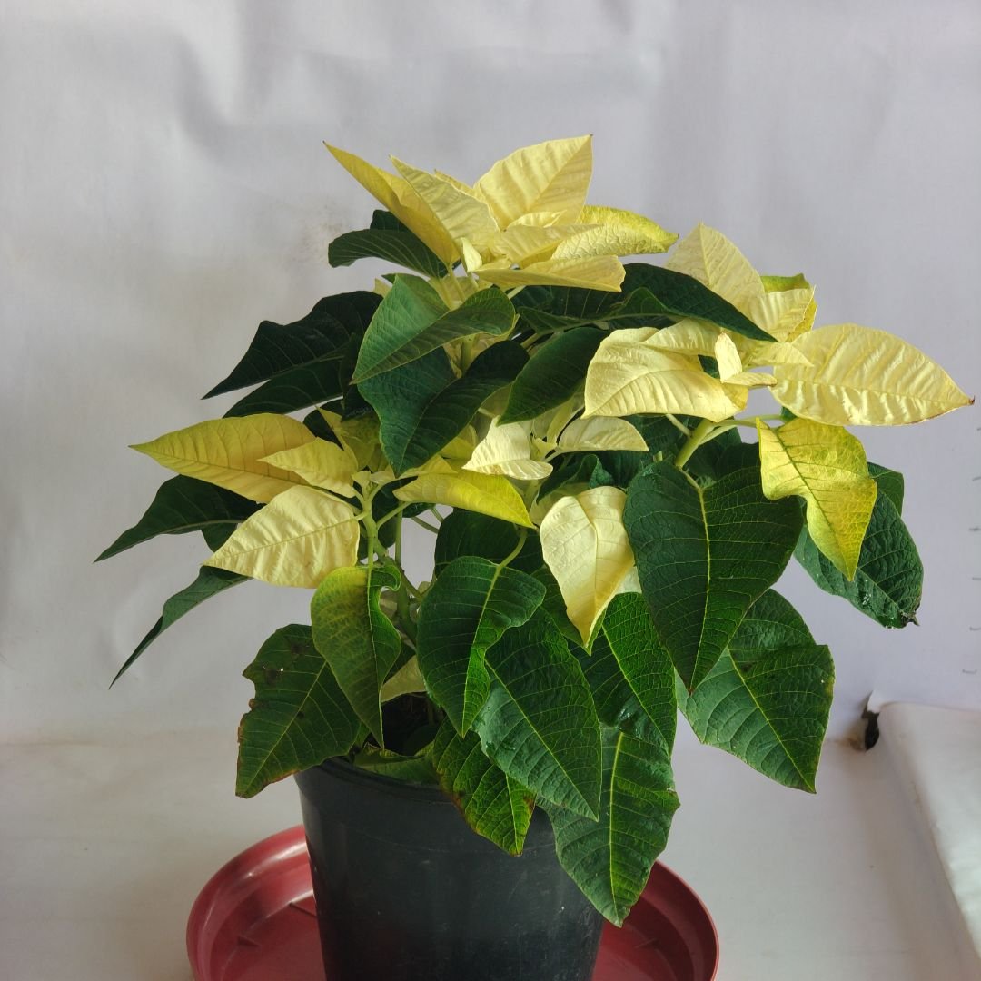 Poinsettia