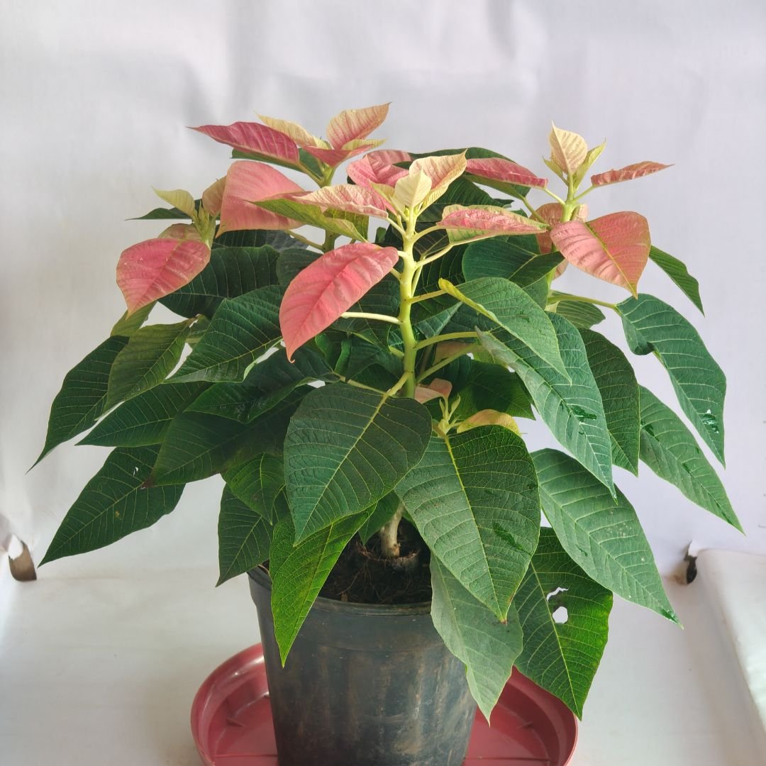 Poinsettia