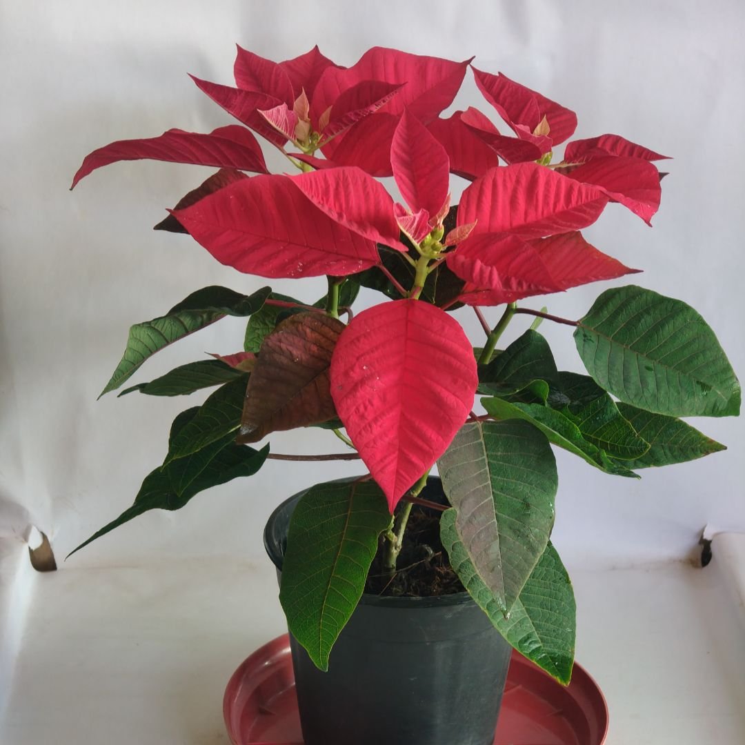 Poinsettia