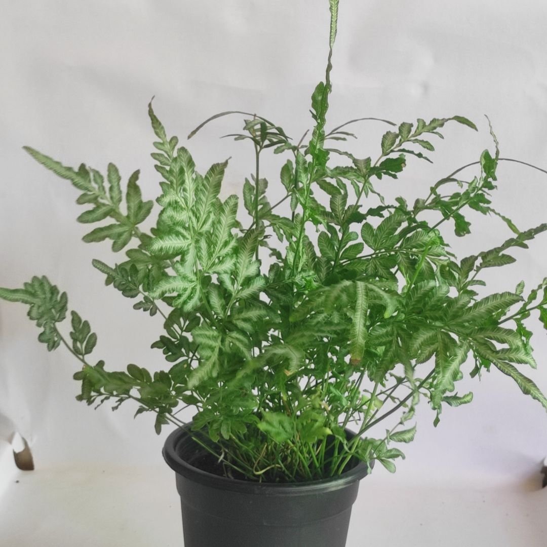 Pteris cretica – Evergemiensis