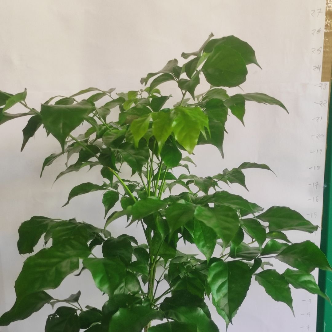 Radermachera Sinica – China Doll