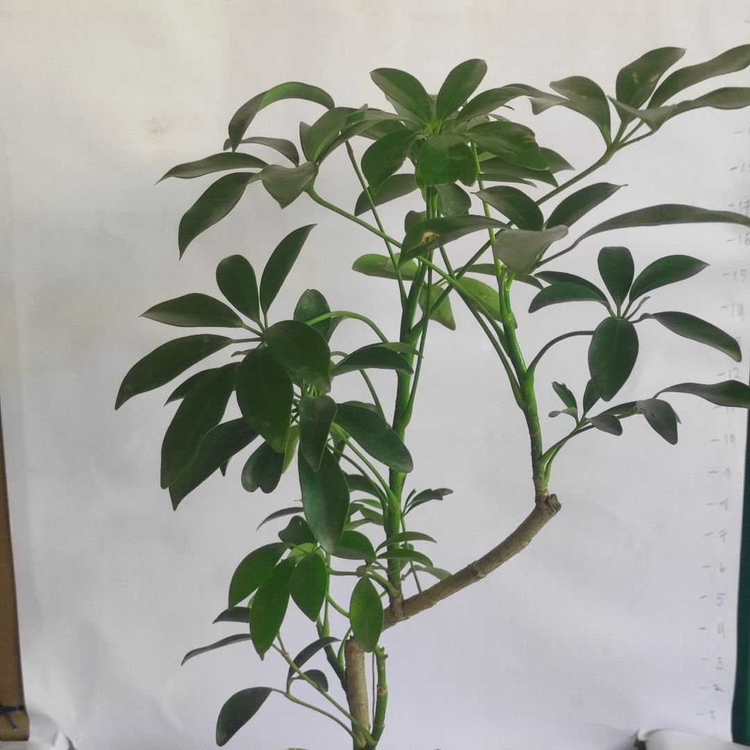 Schefflera Green