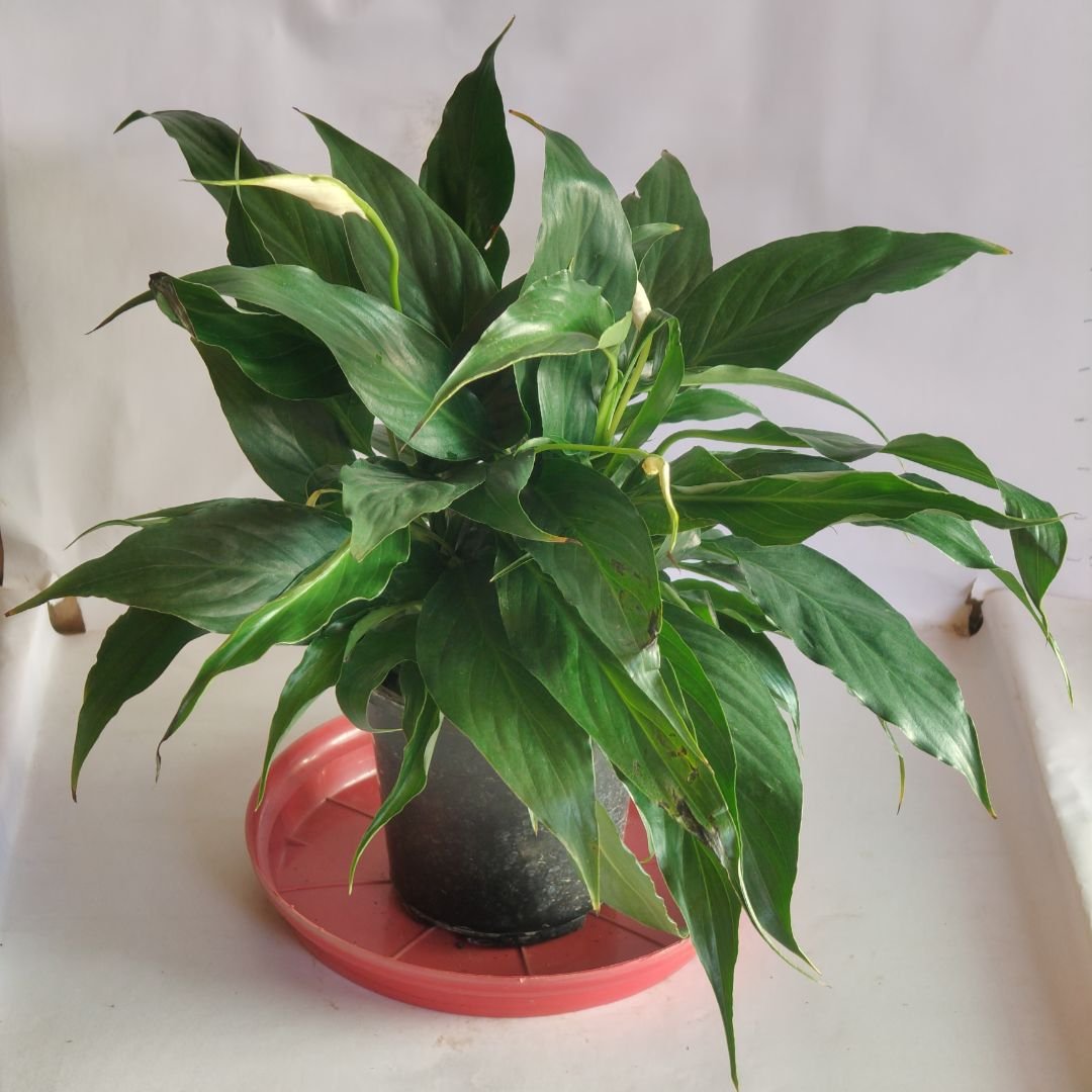 Spathiphyllum – Peace Lilly